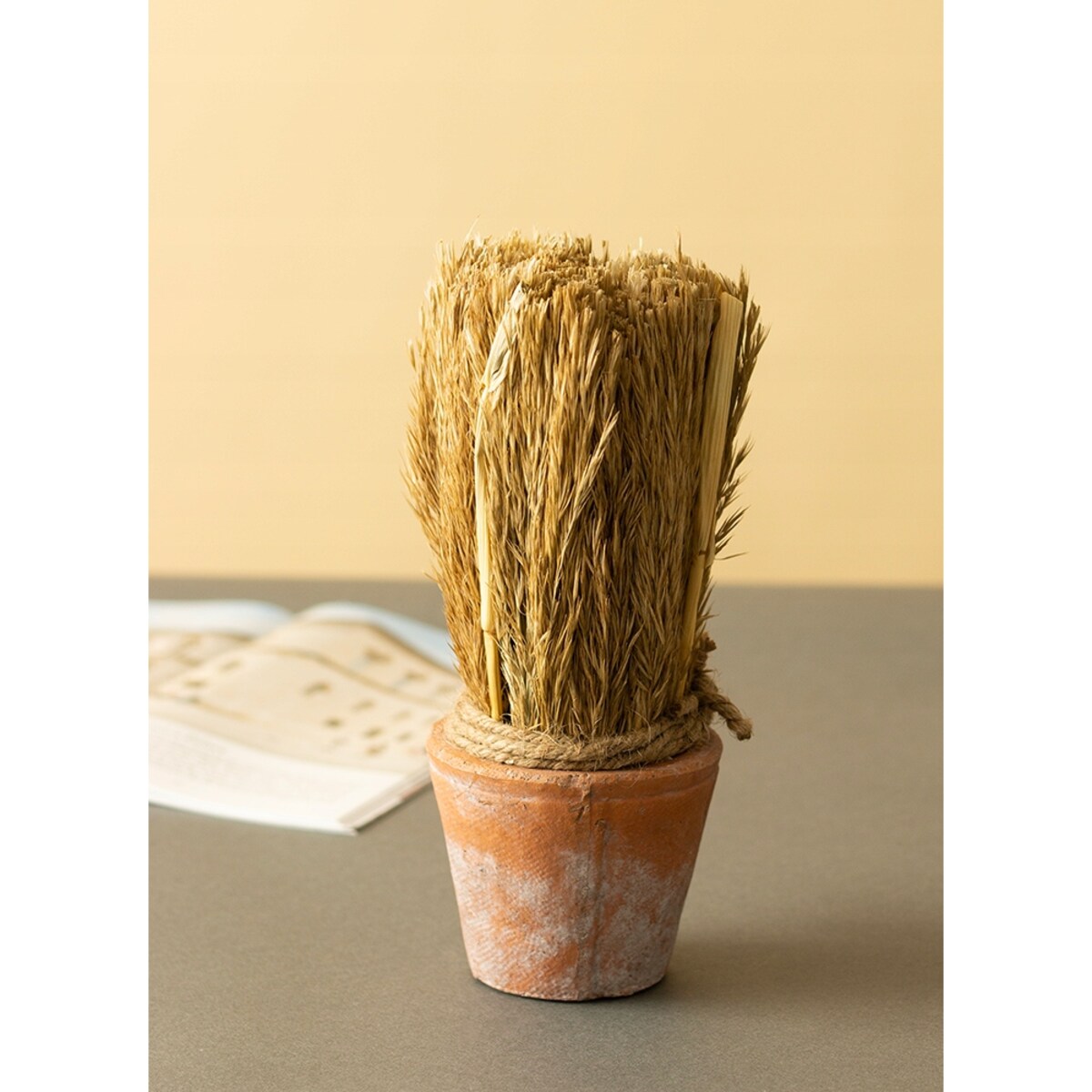 SUSZONA TRZCINA w doniczce z terakoty wys. 20cm