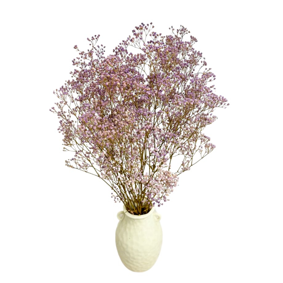 Stabilizowana gipsówka jasnofioletowa