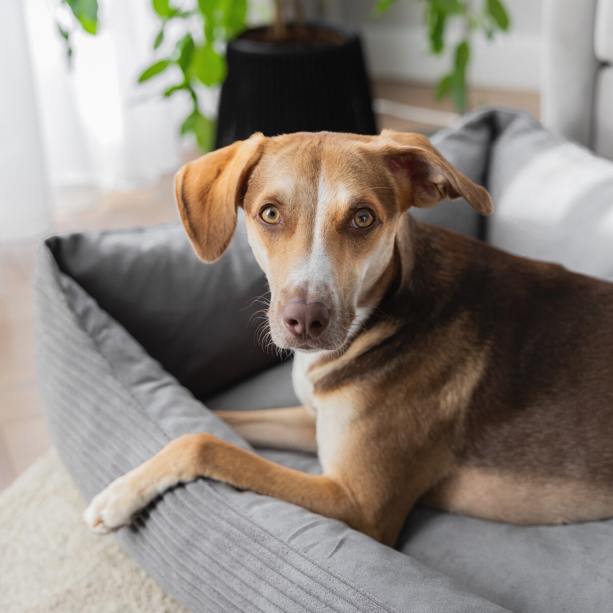 Sztruksowe legowisko dla psa MOLLY, 60x40 cm, Szary