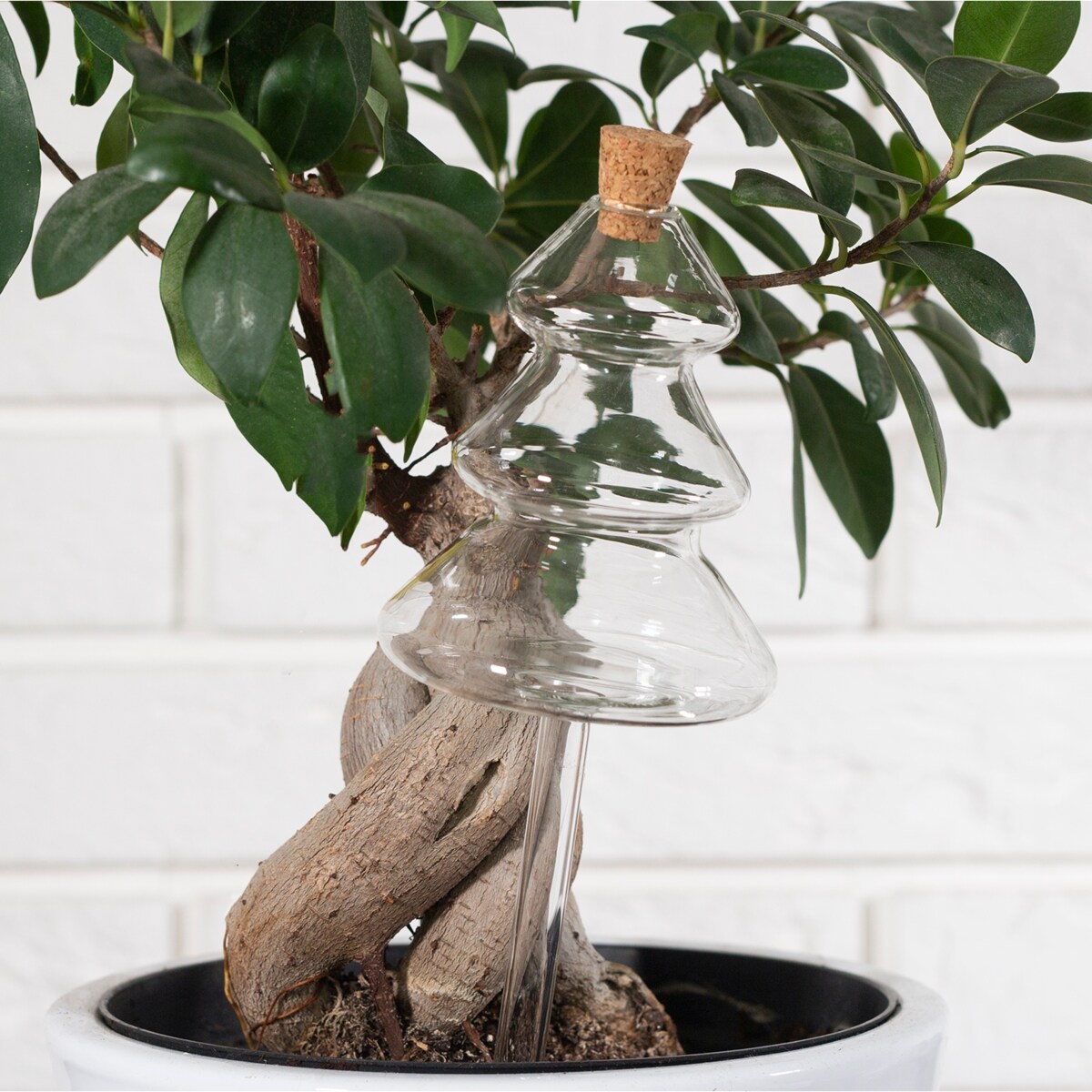 KULA NAWADNIAJĄCA nawadniacz do roślin kwiatów doniczek CHOINKA 180ml