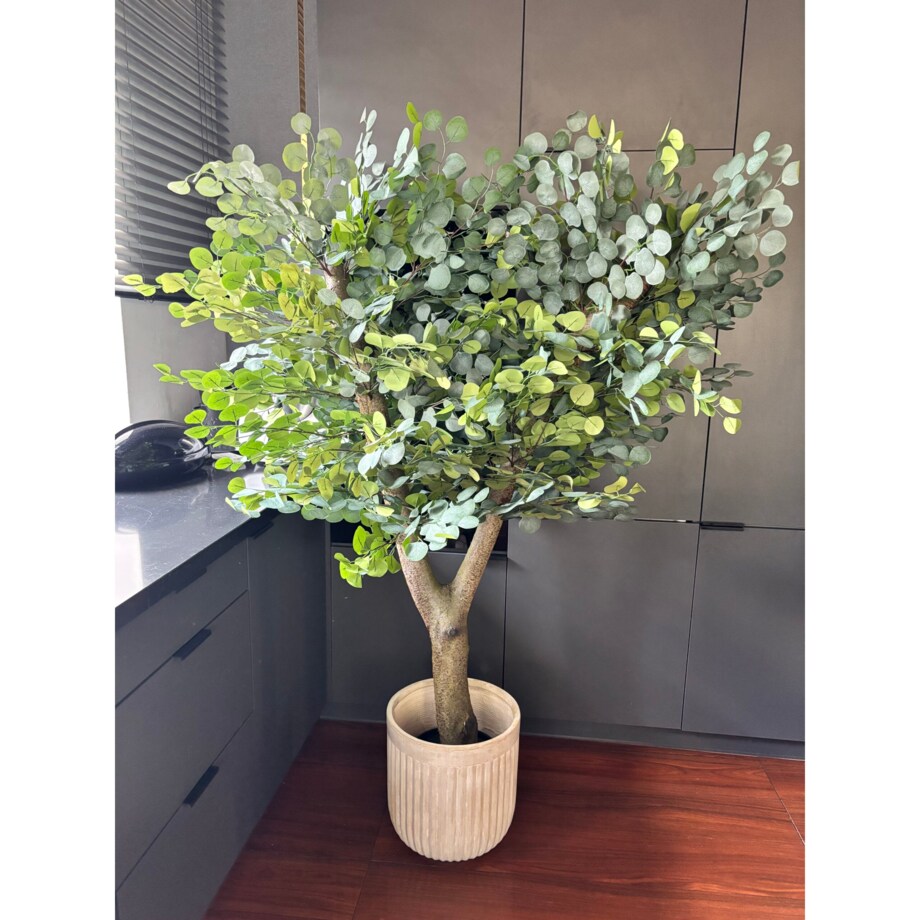 Drzewo eukaliptusa na naturalnym grubym pniu 180 cm