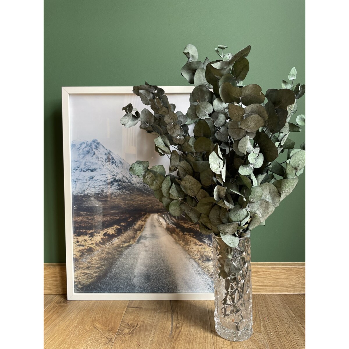 Eukaliptus stabilizowany cinerea