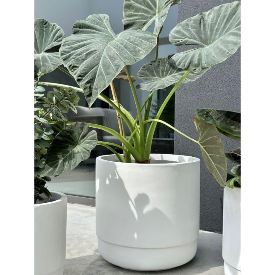 DONICZKA SANTIAGO WHITE L