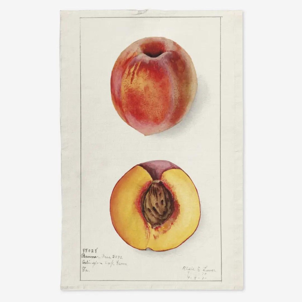 Lniany ręcznik kuchenny - nektarynka