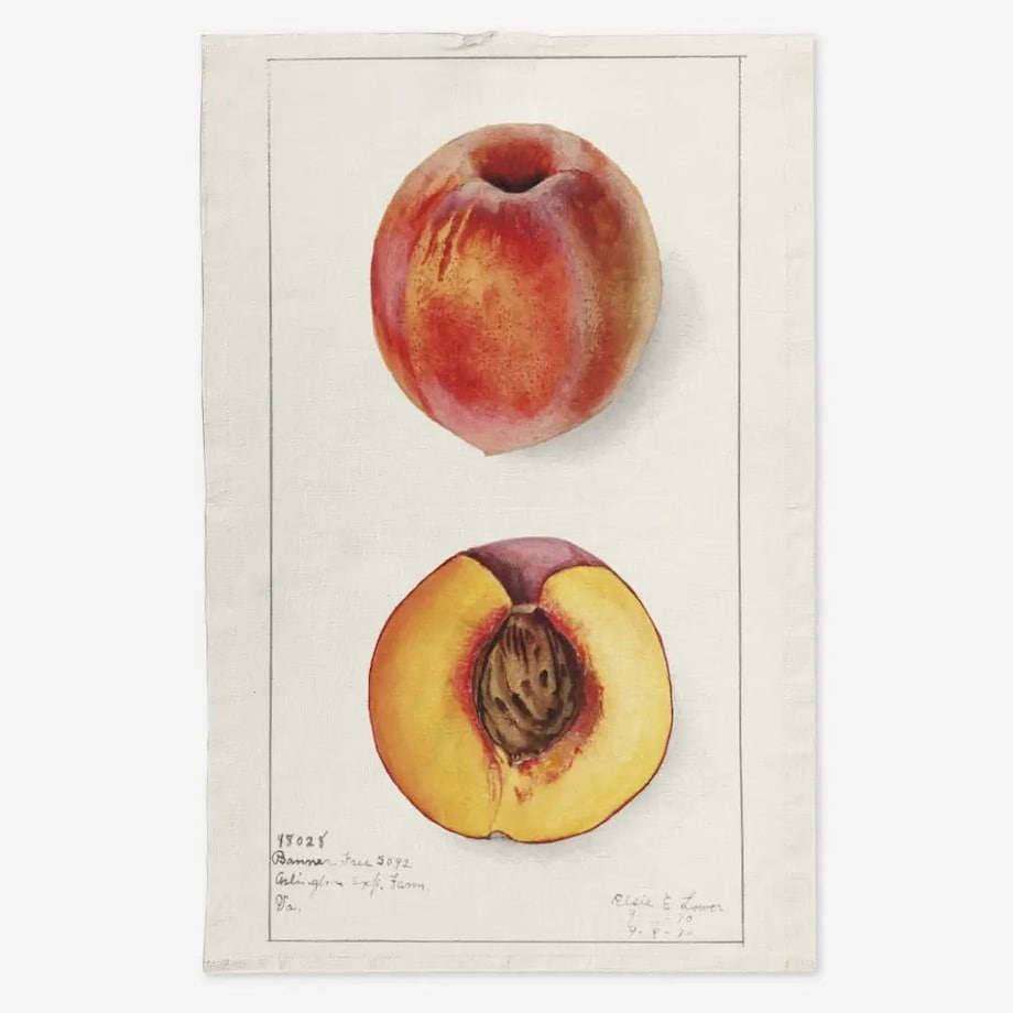 Lniany ręcznik kuchenny - nektarynka