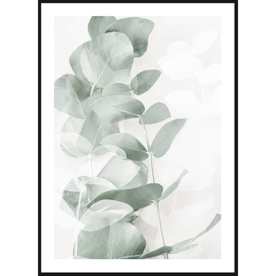Poster Story, Plakat, Obraz - Eukaliptus No1, wymiary 30 x 42 cm