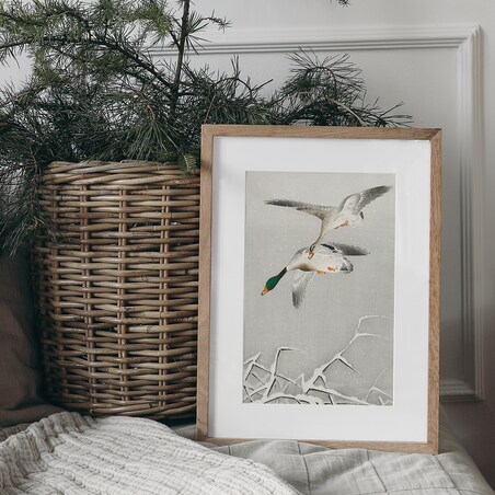 Plakat Kaczki w Locie 30x40cm