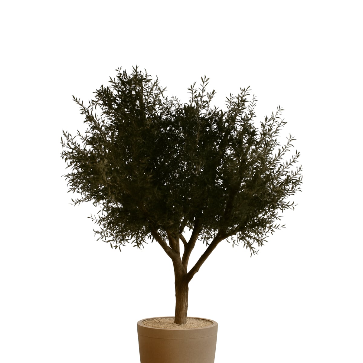 Drzewo oliwne 3,5 mx3,5 m na naturalnym pniu