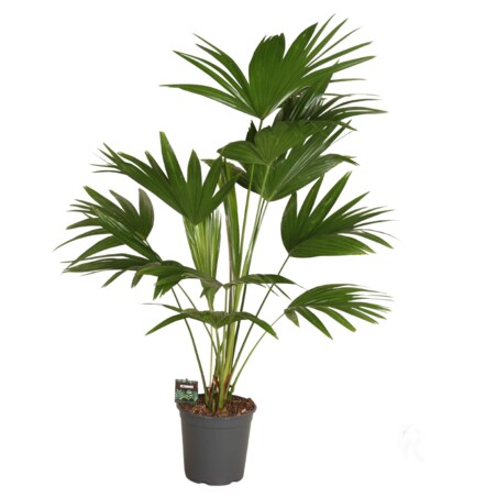 Liwistonia chińska XXL | Doniczka Ø 24 cm | Wysokość ok. 120 cm