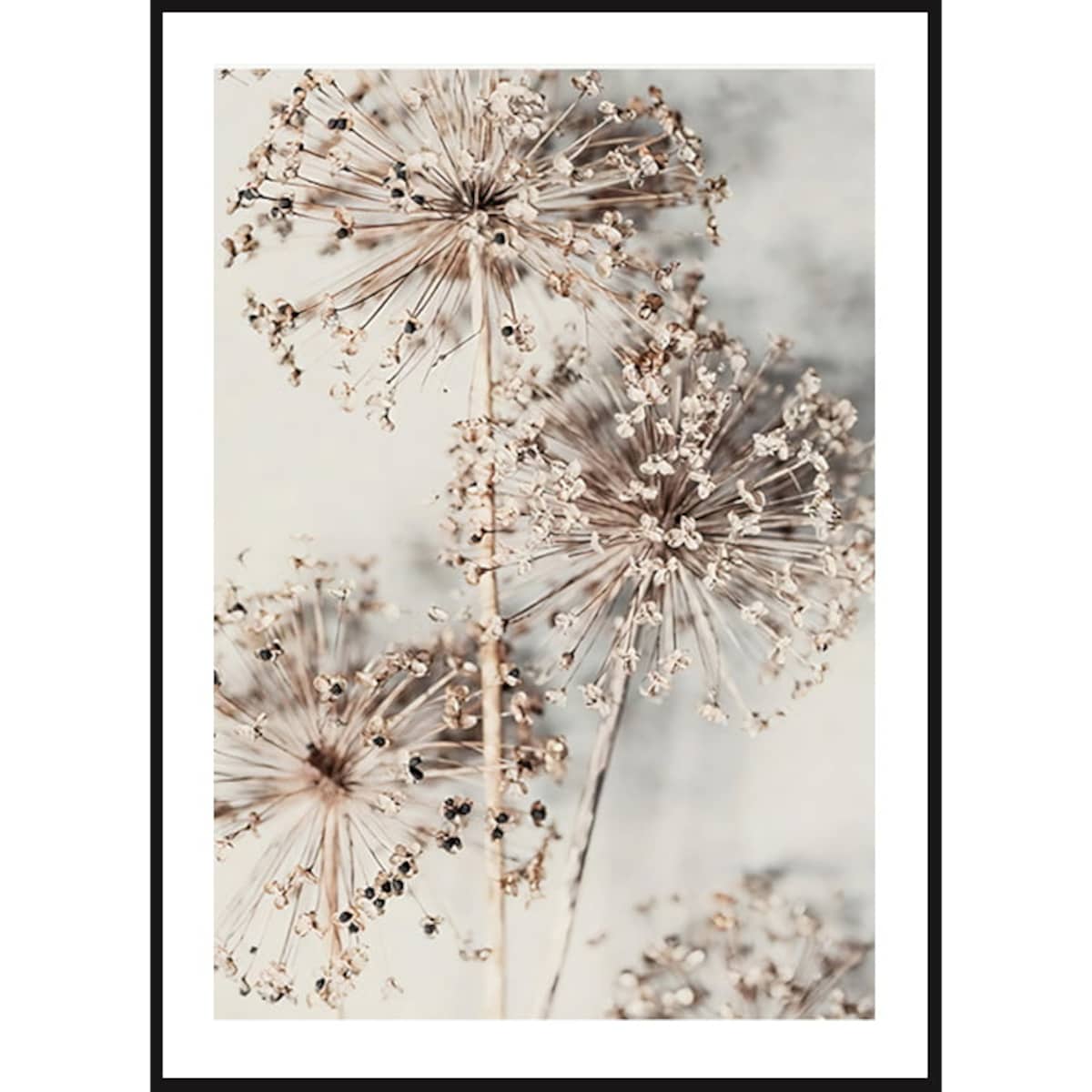 Poster Story, Plakat, Obraz - Suszony Czosnek Ozdobny, wymiary 42 x 60 cm