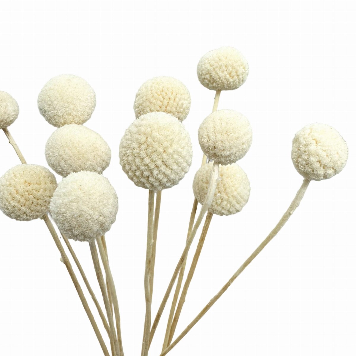 Suszona kraspedia bielona ok. 12 szt.