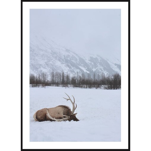 Poster Story, Plakat, Obraz - Renifer Leżący w Śniegu, wymiary 70 x 100 cm