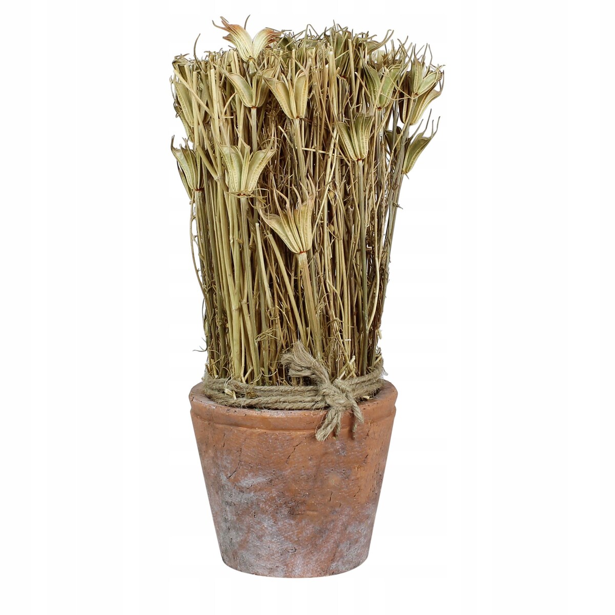 SUSZONA ROŚLINA w doniczce z terakoty wys. 27cm