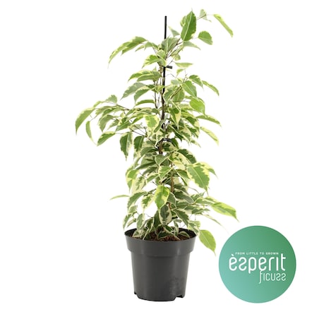 Ficus benjamina Samantha| Doniczka Ø 14 cm | Wysokość ok. 55 cm