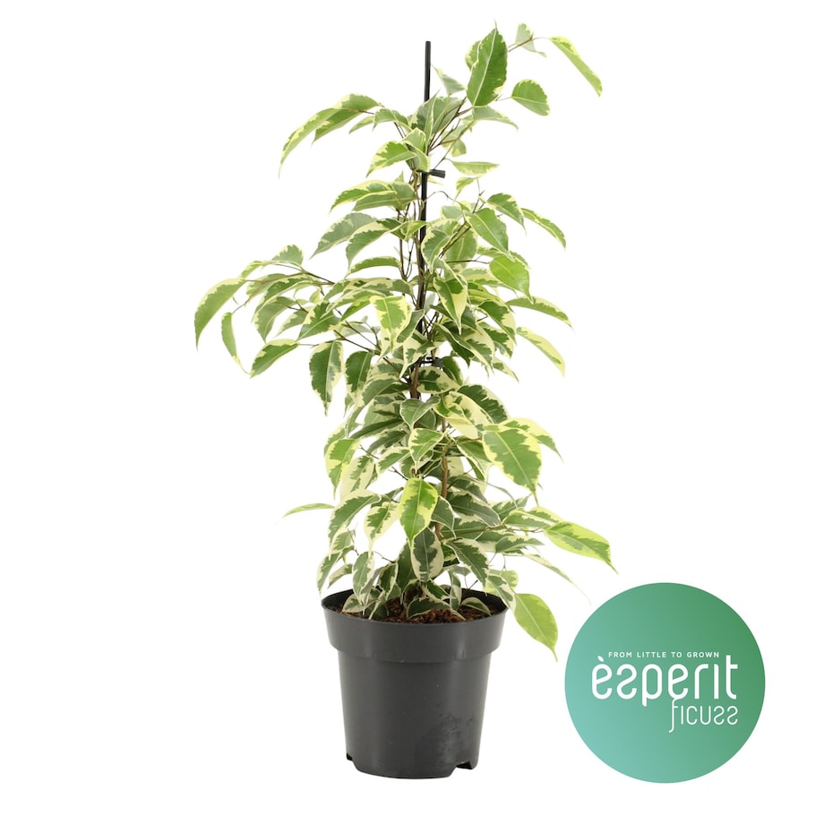 Ficus benjamina Samantha| Doniczka Ø 14 cm | Wysokość ok. 55 cm