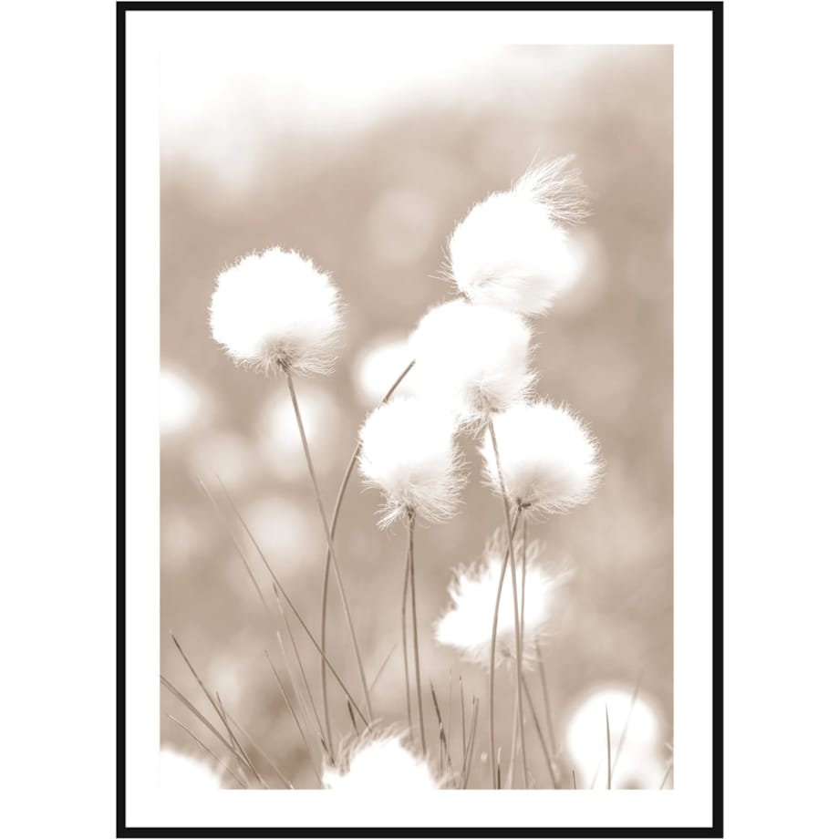 Poster Story, Plakat, Obraz - Bawełniana Trawa, wymiary 50 x 70 cm
