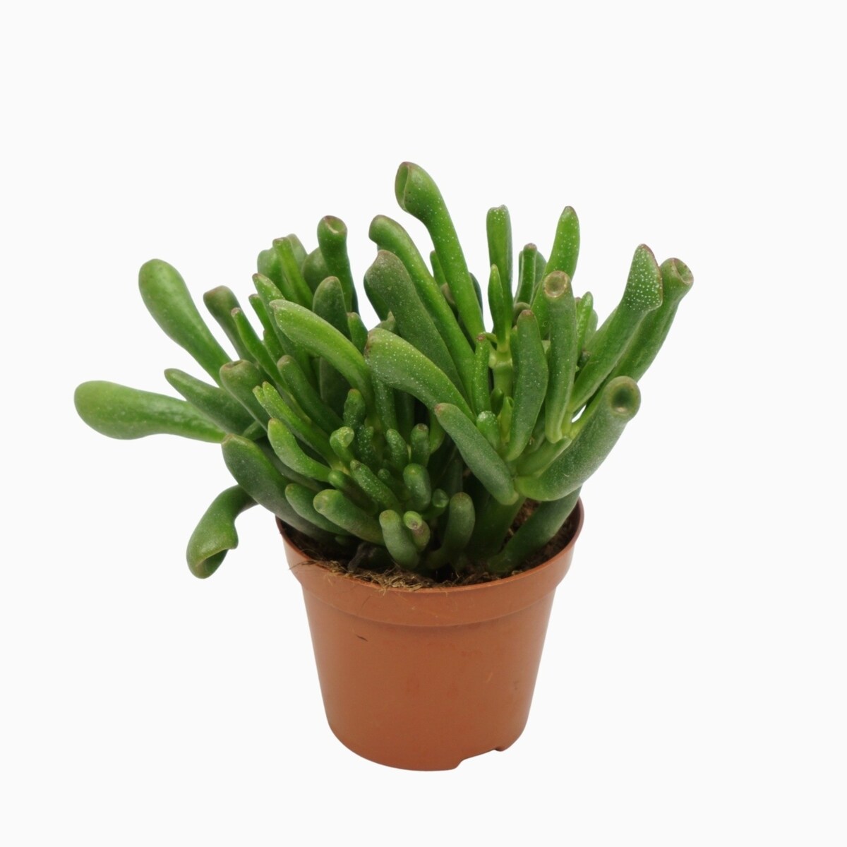 Crassula ovata Gollum– Hobbit | Uszy Shreka | Grubosz – Ø 8,5 cm – wys. 10 cm