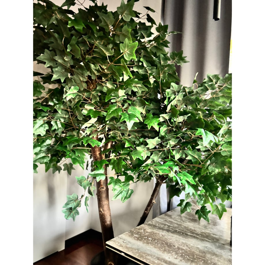 Drzewo klon z zielonymi liśćmi na naturalnym pniu 240 cm