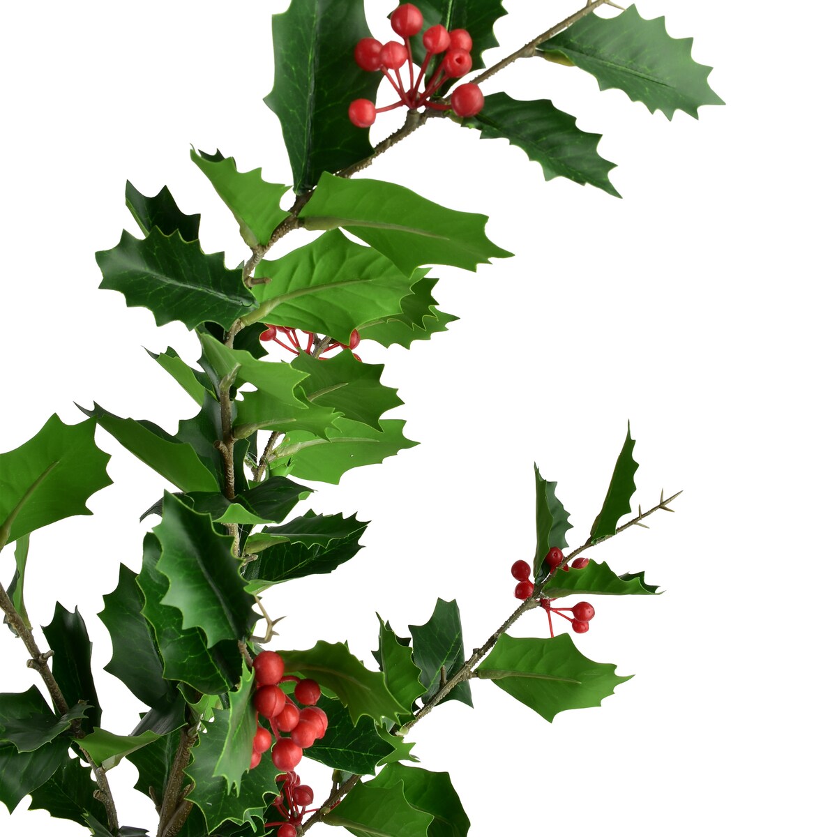 Gałązka Ostrokrzewu Viridis