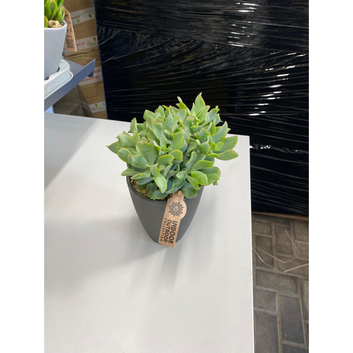 Crassula arborescens w ceramice doniczka 13cm wysokość 22,5cm