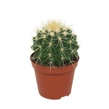 Echinocactus grusonii | Doniczka Ø 8,5 cm | Wysokość ok. 12 cm