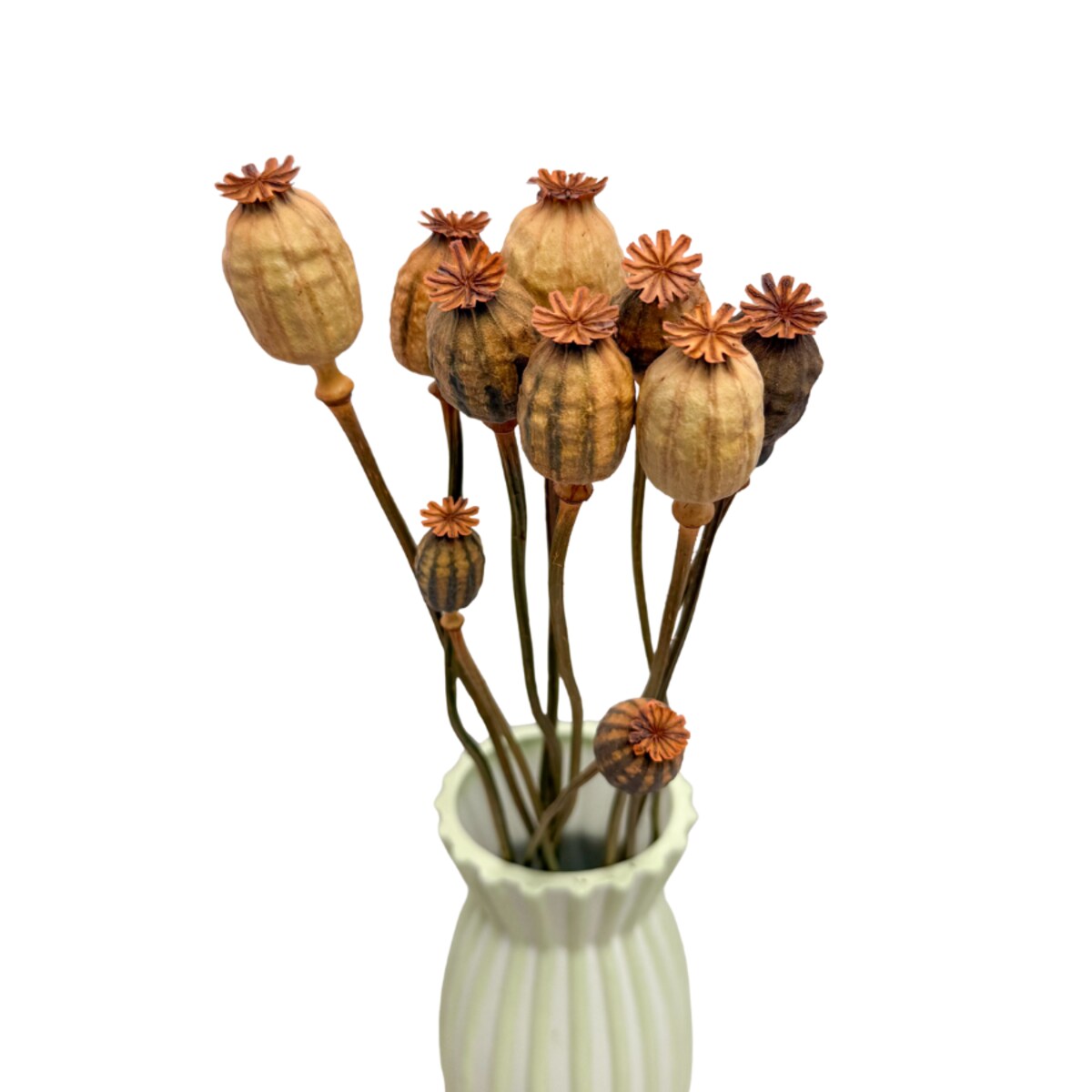 Suszone makówki łososiowe - suszone kwiaty 10-12 szt. - bukiet