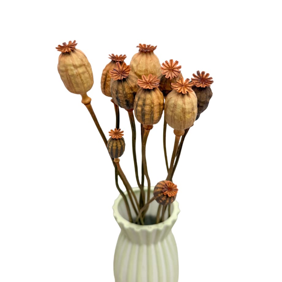 Suszone makówki łososiowe - suszone kwiaty 10-12 szt. - bukiet