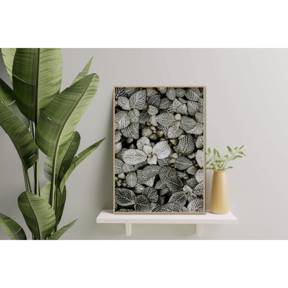 Poster Story, Plakat, Obraz - Liście Fitonii, wymiary 50 x 70 cm