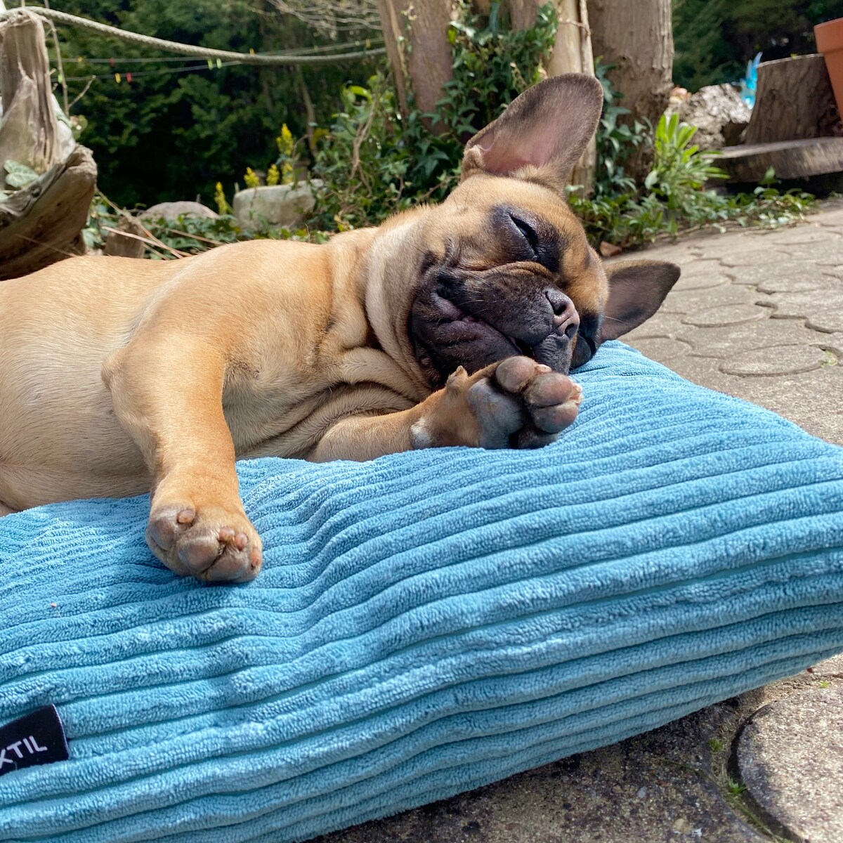 Poduszka dla psa ze sztruksu MOLLY, 60x50 cm, Turkus