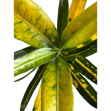 Codiaeum (Kroton) w ceramicznej doniczce – Ø 10 cm – wysokość 33 cm