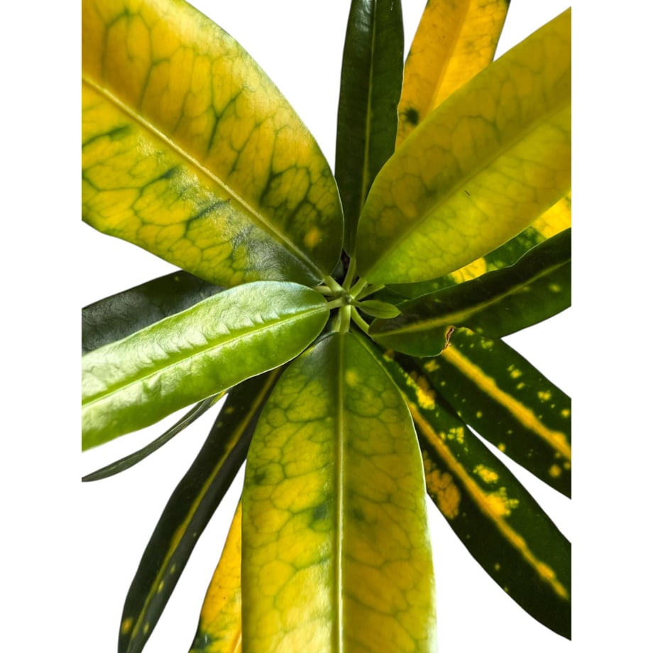 Codiaeum (Kroton) w ceramicznej doniczce – Ø 10 cm – wysokość 33 cm