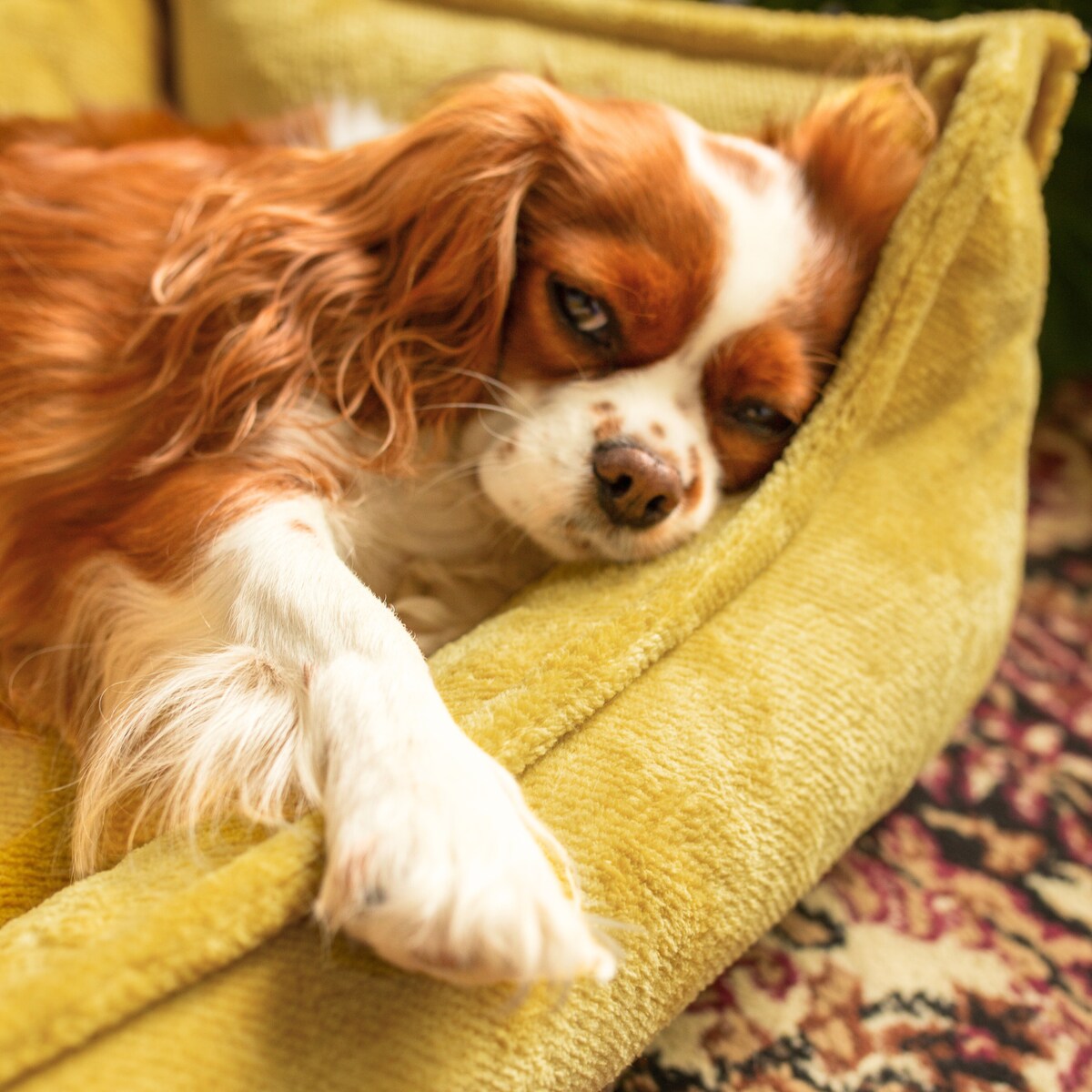 Ortopedyczne legowisko dla psa IRIS, 60x40 cm, Żółty