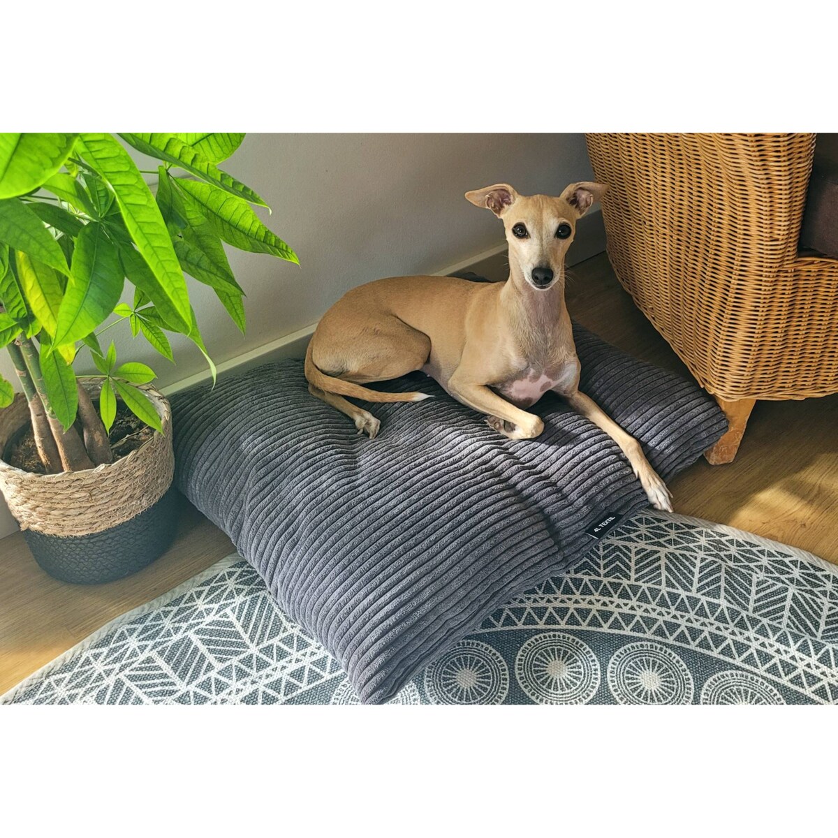 Poduszka dla psa ze sztruksu MOLLY, 100x80 cm, Grafit