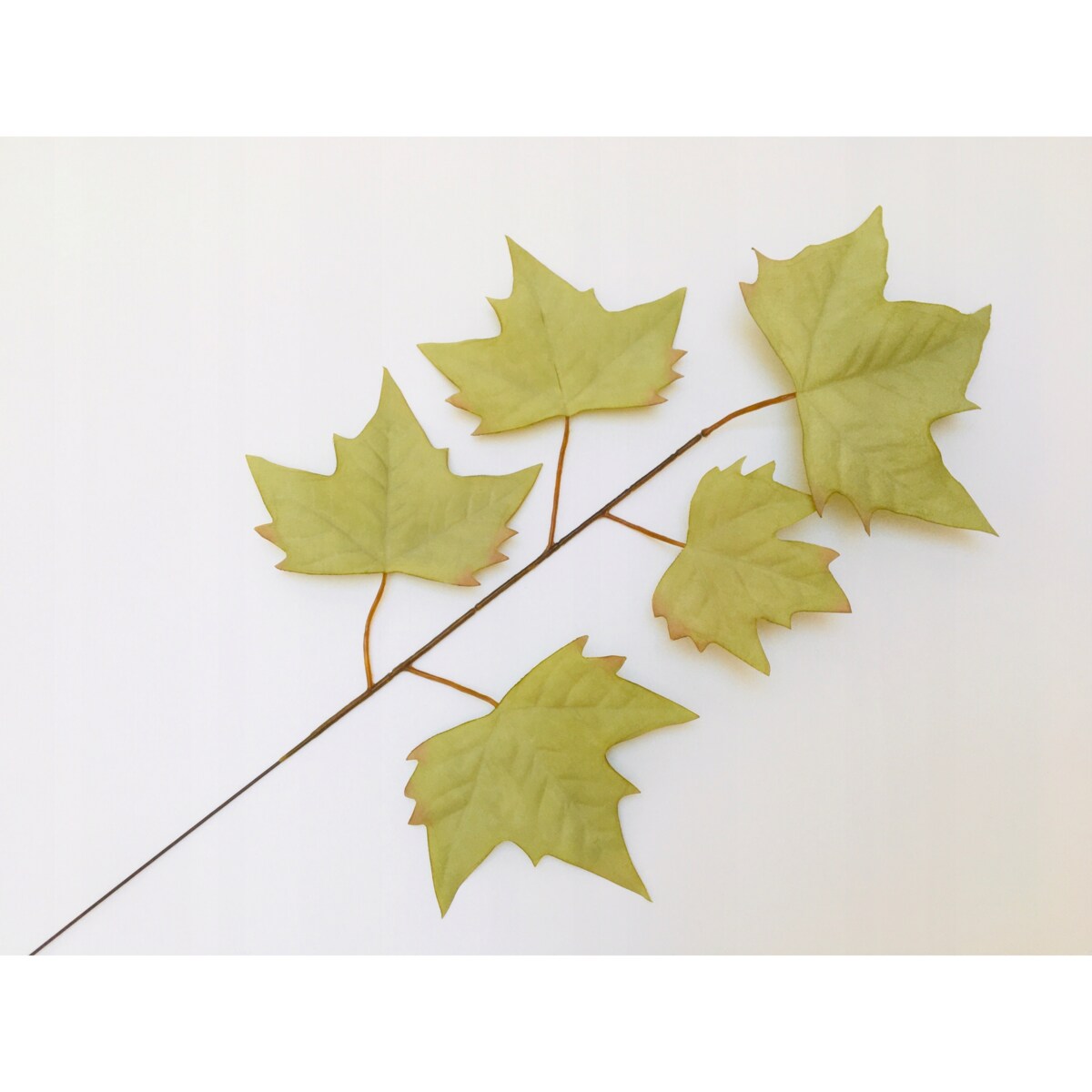 LIŚĆ PIK dodatek do bukietu stroika JASNY ZIELONY kompozycja gałązka klonu