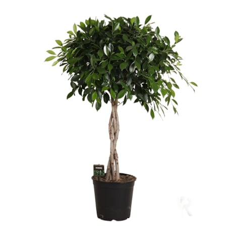 Ficus microcarpa Moclame XXL | Doniczka Ø 23 cm | Wysokość ok. 110 cm