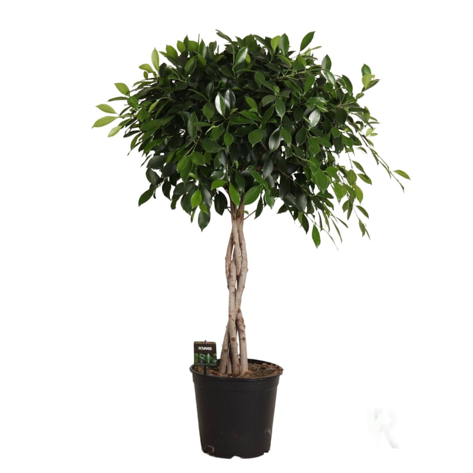 Ficus microcarpa Moclame XXL | Doniczka Ø 23 cm | Wysokość ok. 110 cm