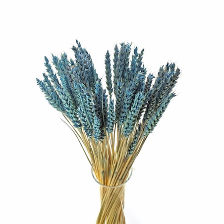 Suszona pszenica błękitna - bukiet suchego zboża 50szt.