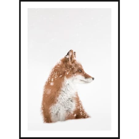 Poster Story, Plakat, Obraz - Lis w Śniegu, wymiary 42 x 60 cm