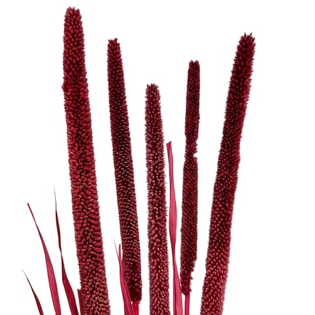 Babala bordowa susz egzotyczny