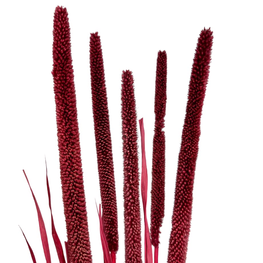 Babala bordowa susz egzotyczny