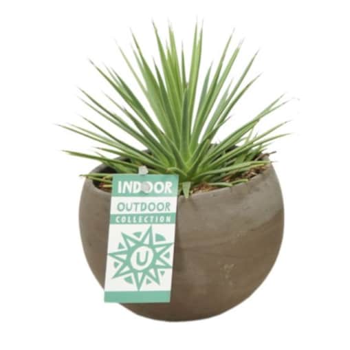 Agave Nana w ceramicznej doniczce – kula Ø10,5 cm | Wysokość ok. 20 cm