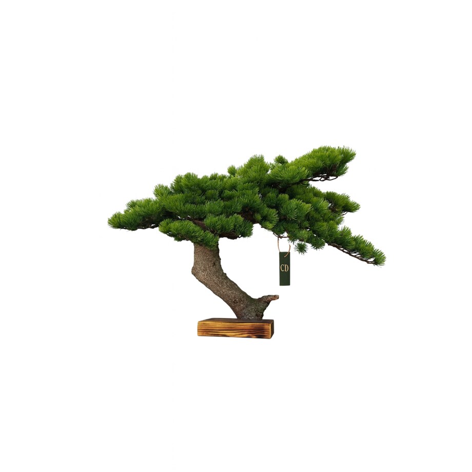 Bonsai iglaste na naturalnym pniu