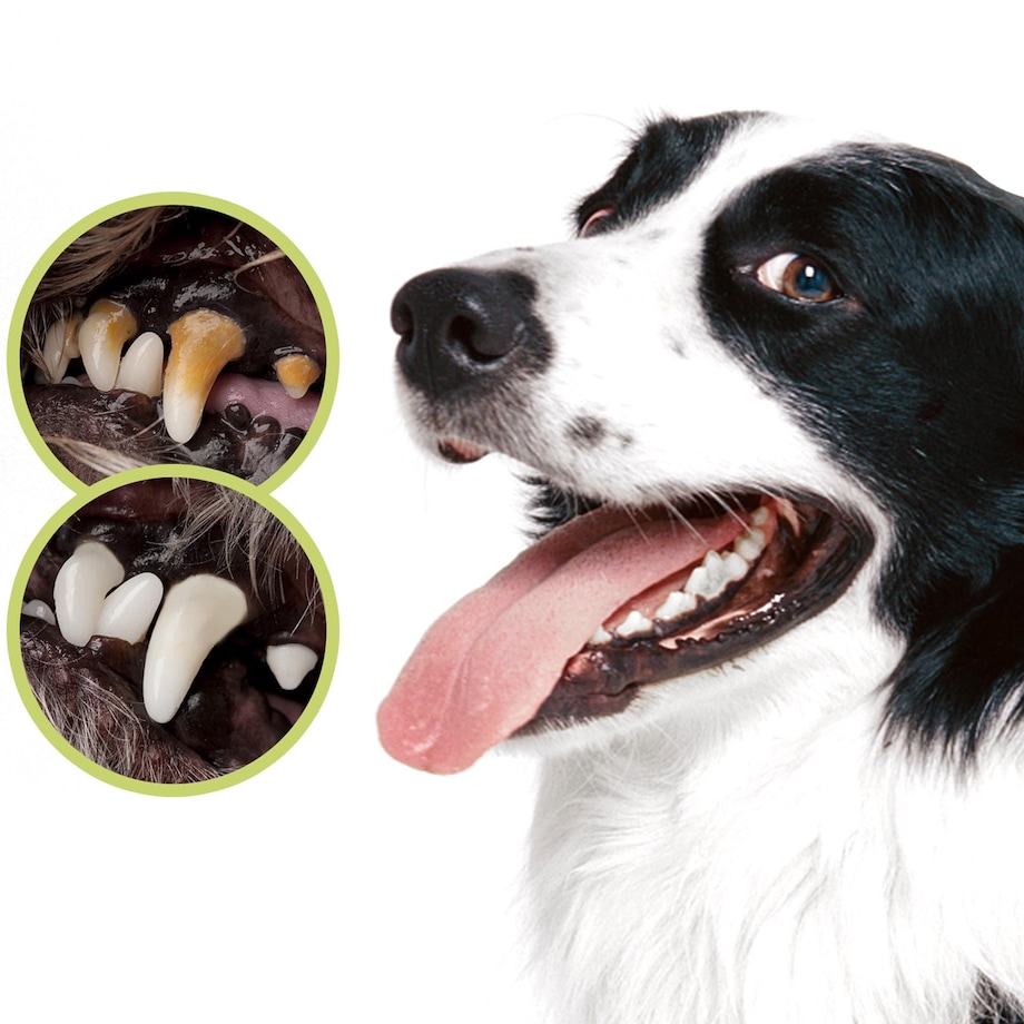 Szczotka Pasta Do Mycia Czyszczenia Zębów Dla Psa Zwierząt + 2 Nakładki