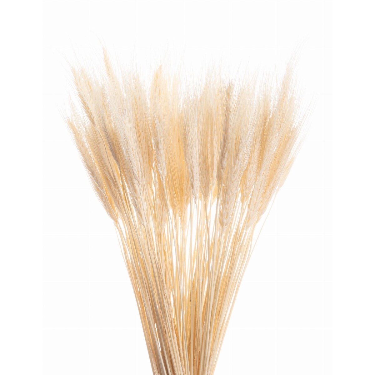 Suszone Pszenżyto Bielone