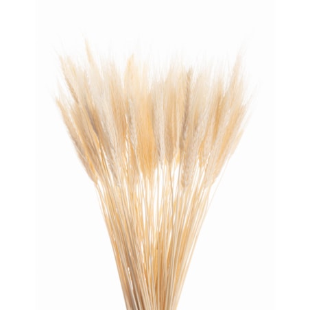 Suszone Pszenżyto Bielone