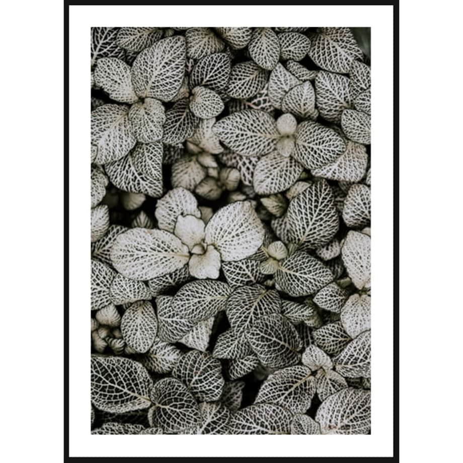 Poster Story, Plakat, Obraz - Liście Fitonii, wymiary 70 x 100 cm