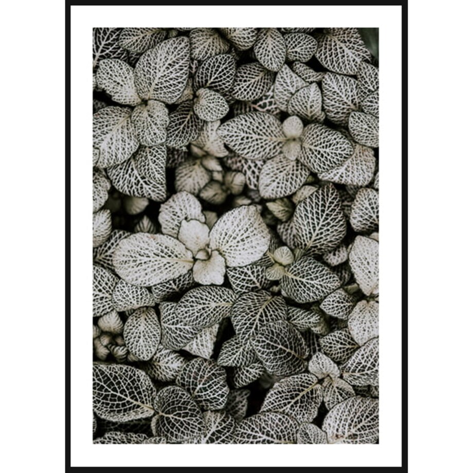 Poster Story, Plakat, Obraz - Liście Fitonii, wymiary 42 x 60 cm