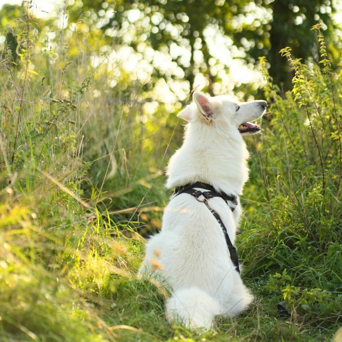 SZELKI NORWESKIE, SZELKI SKÓRZANE DLA PSA - ROZMIAR M
