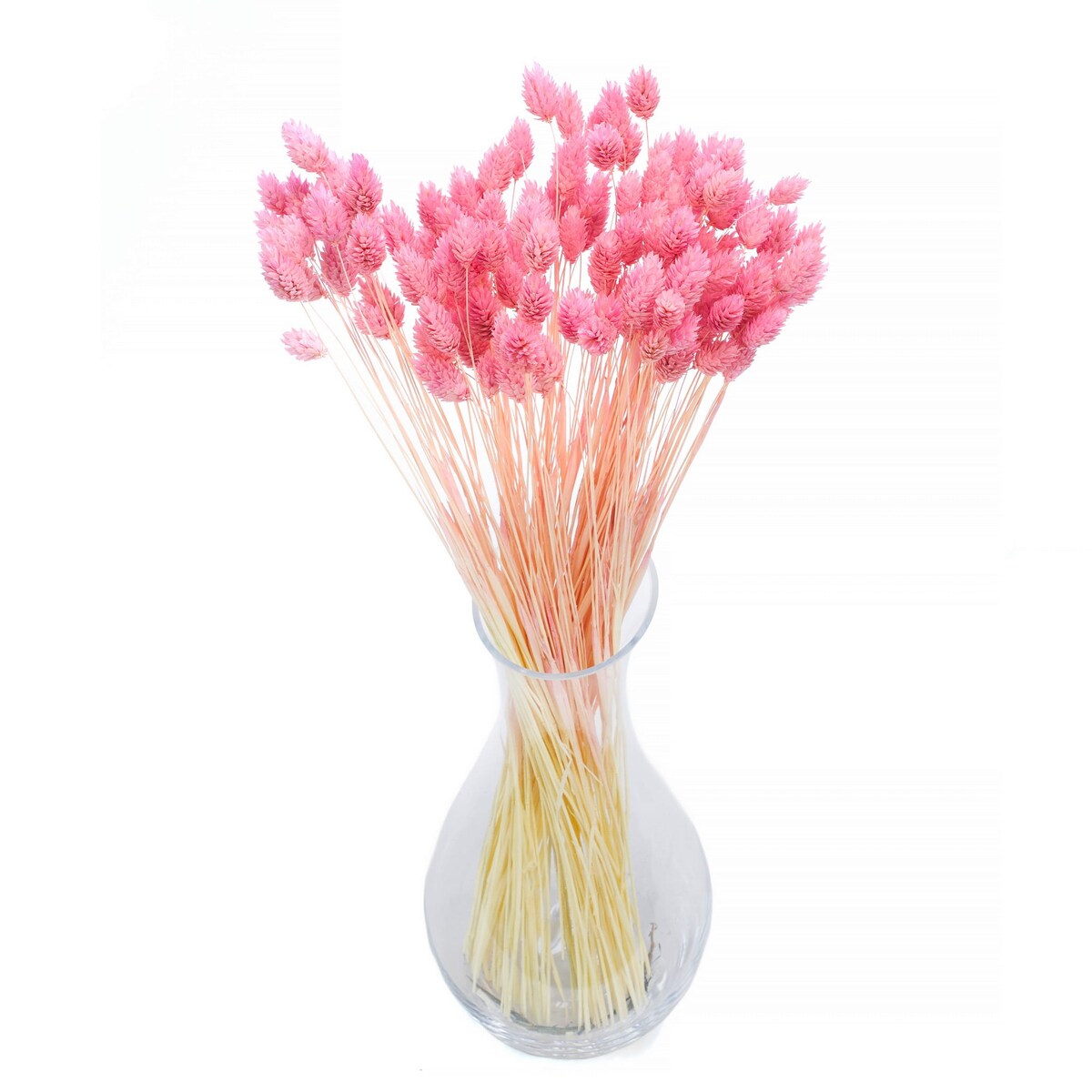 Suszony phalaris różowy