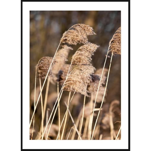 Poster Story, Plakat, Obraz - Trzciny na Wietrze, wymiary 50 x 70 cm